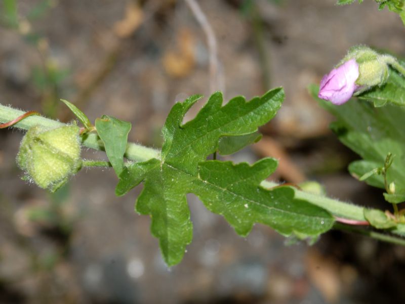 Una Malvacea da identificare - Malva sp.